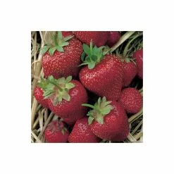 20-30cm Elsanta' Strawberry Plants | Pack Of 5 Bare Roots 9 20-30cm Elsanta' Strawberry Plants | Pack Of 5 Bare Roots -All Plants Sales Store TR0322 add image 2 2557