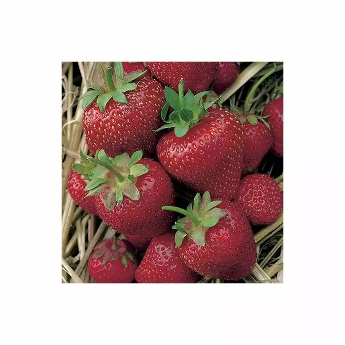 20-30cm Elsanta' Strawberry Plants | Pack Of 5 Bare Roots 6 20-30cm Elsanta' Strawberry Plants | Pack Of 5 Bare Roots - Image 4