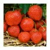 20-30cm Elsanta' Strawberry Plants | Pack Of 5 Bare Roots