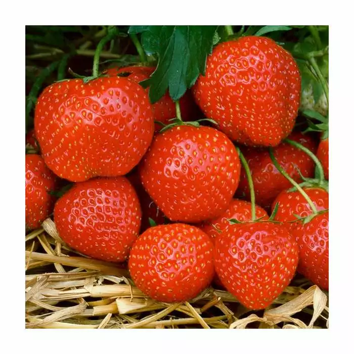 20-30cm Elsanta' Strawberry Plants | Pack Of 5 Bare Roots 3 20-30cm Elsanta' Strawberry Plants | Pack Of 5 Bare Roots