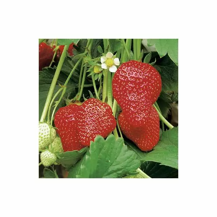 20-30cm Elsanta' Strawberry Plants | Pack Of 5 Bare Roots 4 20-30cm Elsanta' Strawberry Plants | Pack Of 5 Bare Roots - Image 2