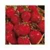 20-30cm Honeoye' Strawberry Plants | Pack Of 5 Bare Roots -All Plants Sales Store TR0323 main image 4874