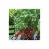 20-30cm Red Gauntlet' Strawberry Plants | Pack Of 5 Bare Roots -All Plants Sales Store TR0324 main image 7642