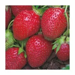 20-30cm Red Gauntlet' Strawberry Plants | Pack Of 5 Bare Roots -All Plants Sales Store TR0324 rollover image fa96