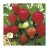 20-30cm Florence' Strawberry Plants | Pack Of 5 Bare Roots -All Plants Sales Store TR0327 main image f58f