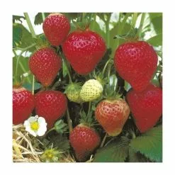 20-30cm Florence' Strawberry Plants | Pack Of 5 Bare Roots