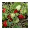 20-30cm Rhapsody' Strawberry Plants | Pack Of 5 Bare Roots 1 20-30cm Rhapsody' Strawberry Plants | Pack Of 5 Bare Roots -All Plants Sales Store TR0328 main image c720