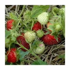 20-30cm Rhapsody' Strawberry Plants | Pack Of 5 Bare Roots