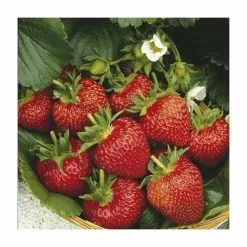 20-30cm Flamenco' Strawberry Plants | Pack Of 5 Bare Roots