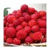20-30cm Framberry' Strawberry Plants | Pack Of 5 Bare Roots -All Plants Sales Store TR0332 main image 03e1