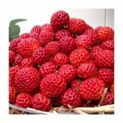 20-30cm Framberry' Strawberry Plants | Pack Of 5 Bare Roots