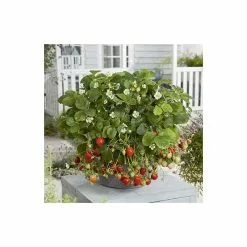20-30cm 'Mara Des Bois' Strawberry Plants | Everbearer | Pack Of 5 Bare Roots