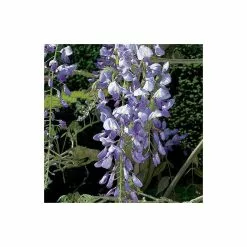2-3ft Wisteria Plant | 3L Pot | Wisteria Sinensis -All Plants Sales Store TR0338 add image 3 dcc8