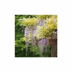 2-3ft Wisteria Plant | 3L Pot | Wisteria Sinensis -All Plants Sales Store TR0338 add image 4 9a87