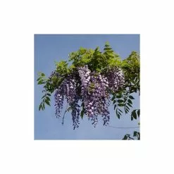 2-3ft Wisteria Plant | 3L Pot | Wisteria Sinensis -All Plants Sales Store TR0338 add image 5 ea05