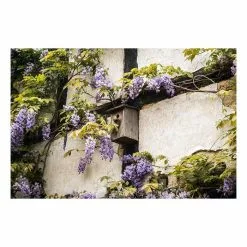 2-3ft Wisteria Plant | 3L Pot | Wisteria Sinensis -All Plants Sales Store TR0338 add image 6 c120