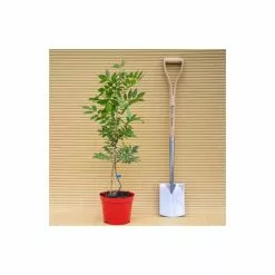 2-3ft Wisteria Plant | 3L Pot | Wisteria Sinensis -All Plants Sales Store TR0338 add image 7 f521