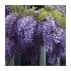 2-3ft Wisteria Plant | 3L Pot | Wisteria Sinensis -All Plants Sales Store TR0338 main image bb33