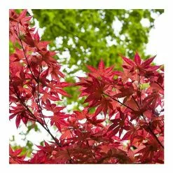 Acer Palmatum 'Bloodgood' | Japanese Maple Tree | 18L Pot | 60-90cm -All Plants Sales Store TR037918L add image 3 fbdc