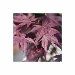 Acer Palmatum 'Bloodgood' | Japanese Maple Tree | 18L Pot | 60-90cm -All Plants Sales Store TR037918L rollover image 1e9f