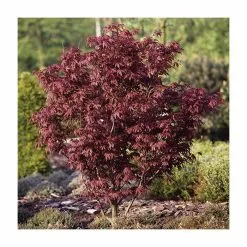 Acer Palmatum 'Bloodgood' | Japanese Maple Tree | 3L Pot 14 Acer Palmatum 'Bloodgood' | Japanese Maple Tree | 3L Pot -All Plants Sales Store TR03793L add image 1 6ad1