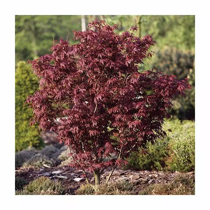 Acer Palmatum 'Bloodgood' | Japanese Maple Tree | 3L Pot 5 Acer Palmatum 'Bloodgood' | Japanese Maple Tree | 3L Pot - Image 3