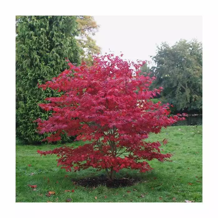 Acer Palmatum 'Bloodgood' | Japanese Maple Tree | 3L Pot 6 Acer Palmatum 'Bloodgood' | Japanese Maple Tree | 3L Pot - Image 4