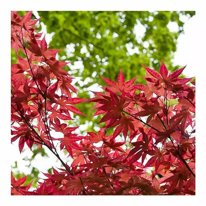 Acer Palmatum 'Bloodgood' | Japanese Maple Tree | 3L Pot 7 Acer Palmatum 'Bloodgood' | Japanese Maple Tree | 3L Pot - Image 5