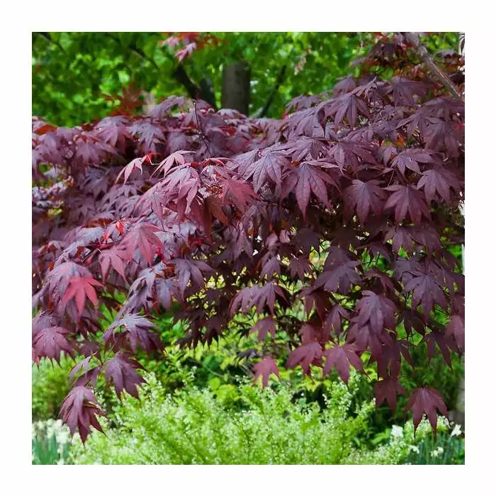 Acer Palmatum 'Bloodgood' | Japanese Maple Tree | 3L Pot 8 Acer Palmatum 'Bloodgood' | Japanese Maple Tree | 3L Pot - Image 6