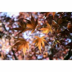 Acer Palmatum 'Bloodgood' | Japanese Maple Tree | 3L Pot 18 Acer Palmatum 'Bloodgood' | Japanese Maple Tree | 3L Pot -All Plants Sales Store TR03793L add image 5 df9c