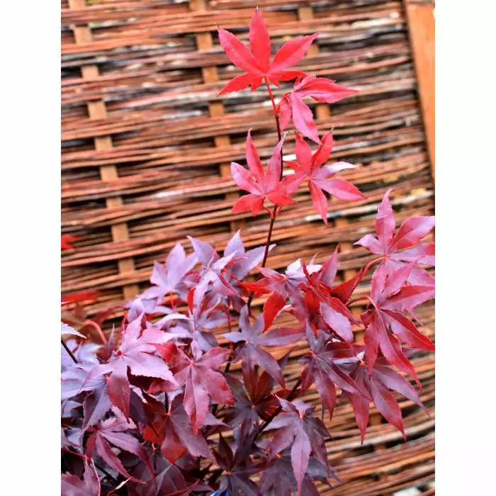 Acer Palmatum 'Bloodgood' | Japanese Maple Tree | 3L Pot 10 Acer Palmatum 'Bloodgood' | Japanese Maple Tree | 3L Pot - Image 8