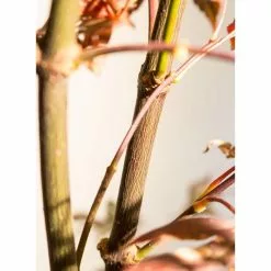 Acer Palmatum 'Bloodgood' | Japanese Maple Tree | 3L Pot 21 Acer Palmatum 'Bloodgood' | Japanese Maple Tree | 3L Pot -All Plants Sales Store TR03793L add image 8 52c0