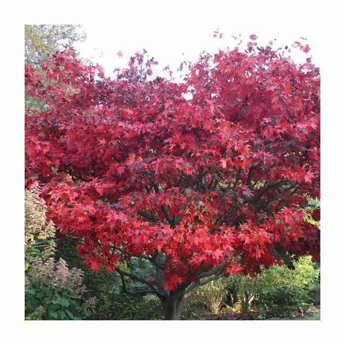 Acer Palmatum 'Bloodgood' | Japanese Maple Tree | 3L Pot 3 Acer Palmatum 'Bloodgood' | Japanese Maple Tree | 3L Pot