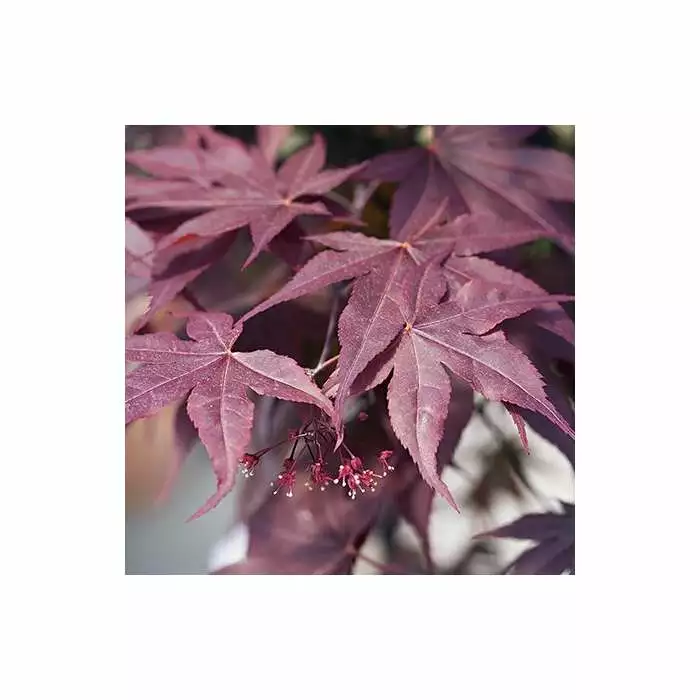Acer Palmatum 'Bloodgood' | Japanese Maple Tree | 3L Pot 4 Acer Palmatum 'Bloodgood' | Japanese Maple Tree | 3L Pot - Image 2