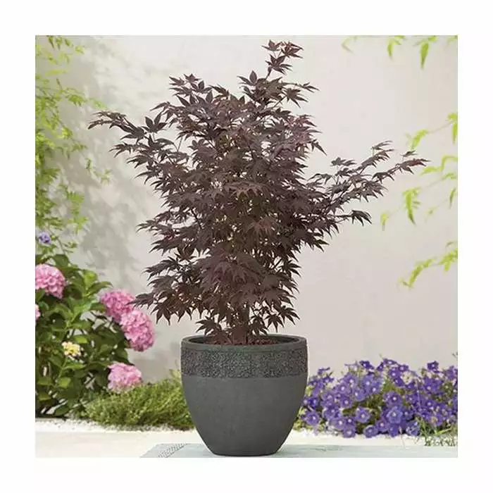 Acer Palmatum 'Atropurpureum' | Japanese Maple Tree | 10.5cm Pot 5 Acer Palmatum 'Atropurpureum' | Japanese Maple Tree | 10.5cm Pot - Image 3