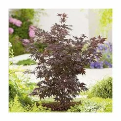 Acer Palmatum 'Atropurpureum' | Japanese Maple Tree | 10.5cm Pot 16 Acer Palmatum 'Atropurpureum' | Japanese Maple Tree | 10.5cm Pot -All Plants Sales Store TR038605L add image 2 e2f5