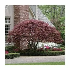 Acer Palmatum 'Atropurpureum' | Japanese Maple Tree | 10.5cm Pot 17 Acer Palmatum 'Atropurpureum' | Japanese Maple Tree | 10.5cm Pot -All Plants Sales Store TR038605L add image 3 e783
