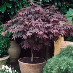 Acer Palmatum 'Atropurpureum' | Japanese Maple Tree | 10.5cm Pot 18 Acer Palmatum 'Atropurpureum' | Japanese Maple Tree | 10.5cm Pot -All Plants Sales Store TR038605L add image 4 9fb9