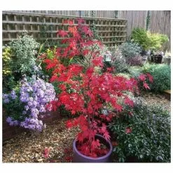 Acer Palmatum 'Atropurpureum' | Japanese Maple Tree | 10.5cm Pot 19 Acer Palmatum 'Atropurpureum' | Japanese Maple Tree | 10.5cm Pot -All Plants Sales Store TR038605L add image 5 6d75