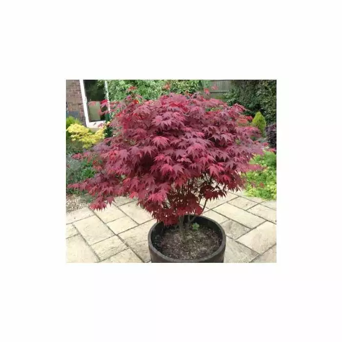 Acer Palmatum 'Atropurpureum' | Japanese Maple Tree | 10.5cm Pot 10 Acer Palmatum 'Atropurpureum' | Japanese Maple Tree | 10.5cm Pot - Image 8
