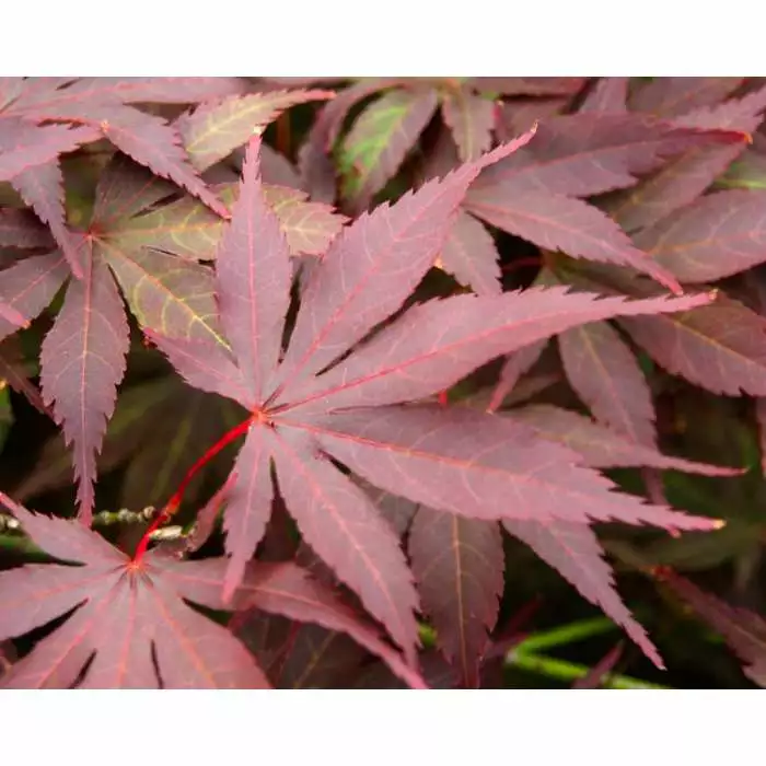 Acer Palmatum 'Atropurpureum' | Japanese Maple Tree | 10.5cm Pot 11 Acer Palmatum 'Atropurpureum' | Japanese Maple Tree | 10.5cm Pot - Image 9