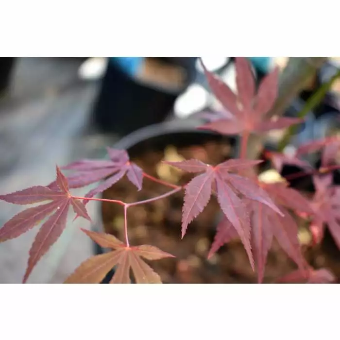 Acer Palmatum 'Atropurpureum' | Japanese Maple Tree | 10.5cm Pot 12 Acer Palmatum 'Atropurpureum' | Japanese Maple Tree | 10.5cm Pot - Image 10