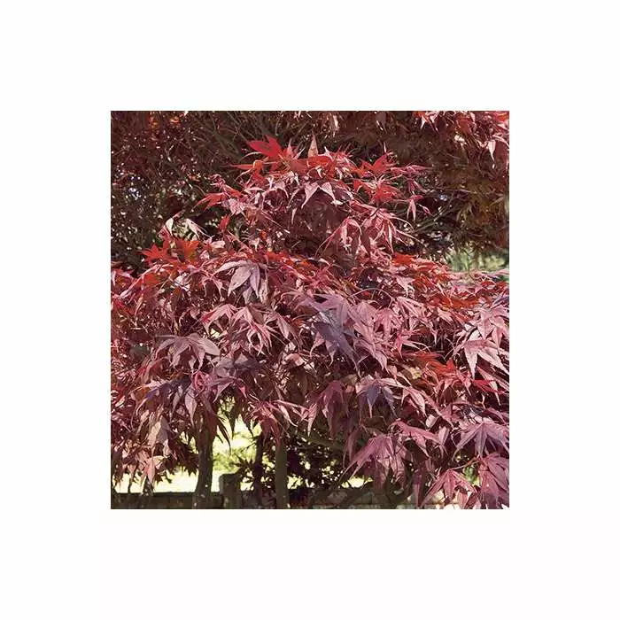 Acer Palmatum 'Atropurpureum' | Japanese Maple Tree | 10.5cm Pot 13 Acer Palmatum 'Atropurpureum' | Japanese Maple Tree | 10.5cm Pot - Image 11