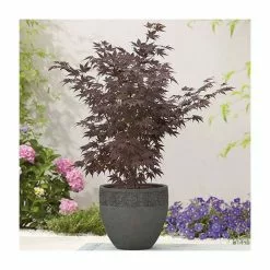 Acer Palmatum 'Atropurpureum' | Japanese Maple Tree | 3L Pot -All Plants Sales Store TR03863L add image 1 37d6