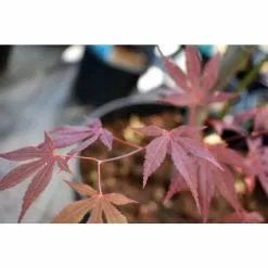 Acer Palmatum 'Atropurpureum' | Japanese Maple Tree | 3L Pot -All Plants Sales Store TR03863L add image 8 e8f6