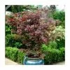 Acer Palmatum 'Atropurpureum' | Japanese Maple Tree | 3L Pot -All Plants Sales Store TR03863L main image b9cc