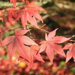 Acer Palmatum 'Atropurpureum' | Japanese Maple Tree | 3L Pot -All Plants Sales Store TR03863L rollover image f572