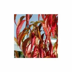 Prunus Persica Taoflora Red | Red Flowering Peach Tree | 10L Pot | 120-150cm -All Plants Sales Store TR0488 add image 2 d82c