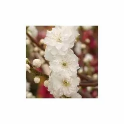 Prunus Persica Taoflora White | White Flowering Peach Tree | 10L Pot | 120-150cm -All Plants Sales Store TR0489 add image 1 1042