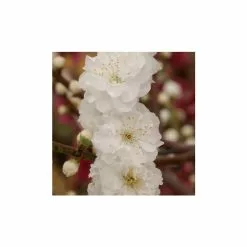 Prunus Persica Taoflora White | White Flowering Peach Tree | 10L Pot | 120-150cm